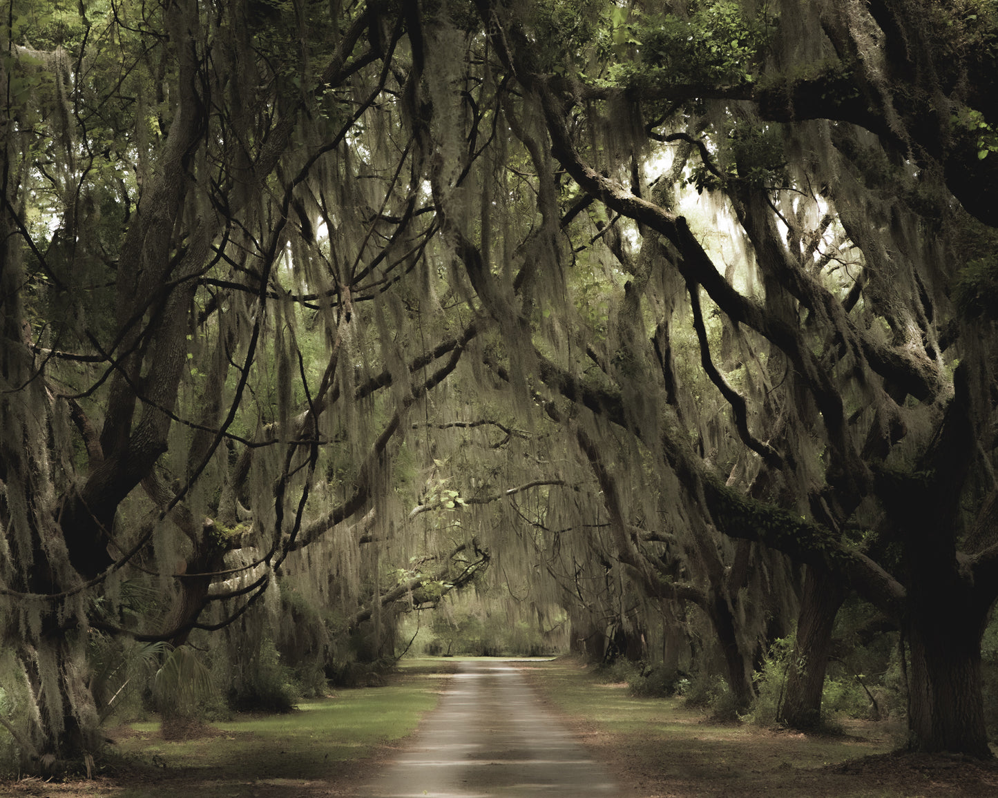 St Simons Island Spanish Moss Lane
